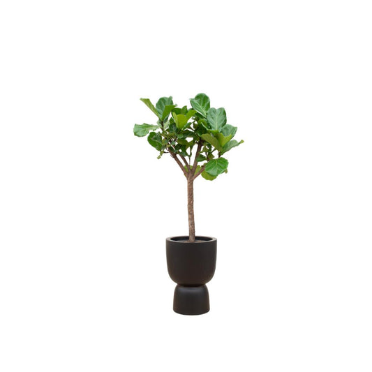 Ficus Lyrata op stam + Elho Pure Coupe