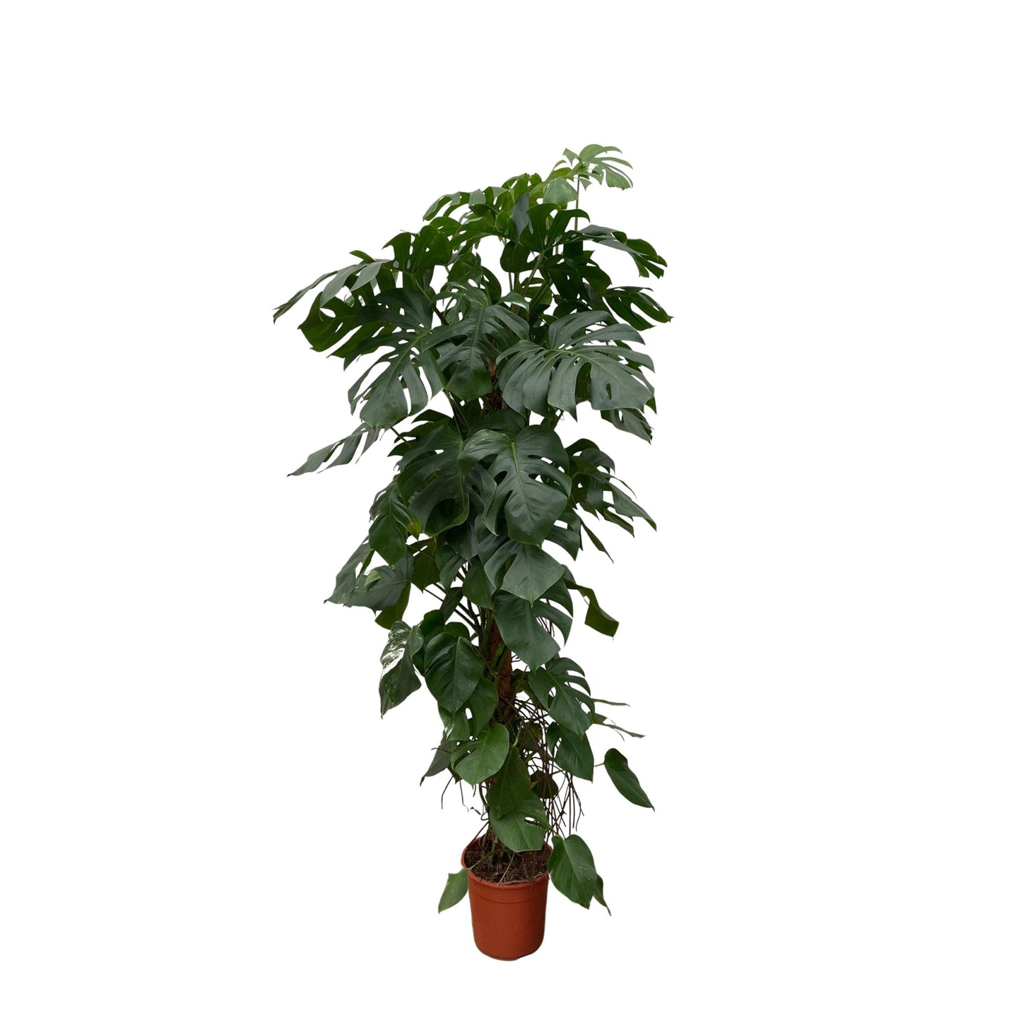 Monstera Deliciosa (XL blad)