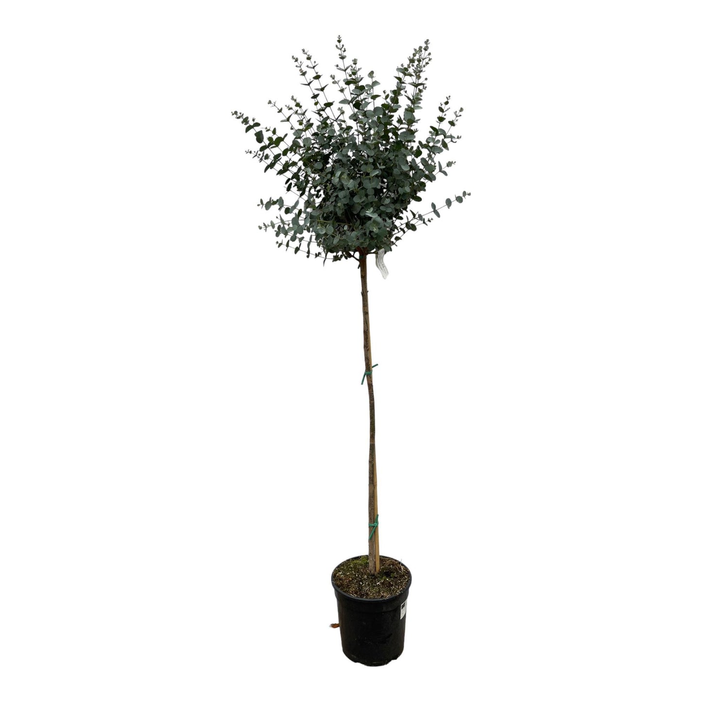 Eucalyptus op stam