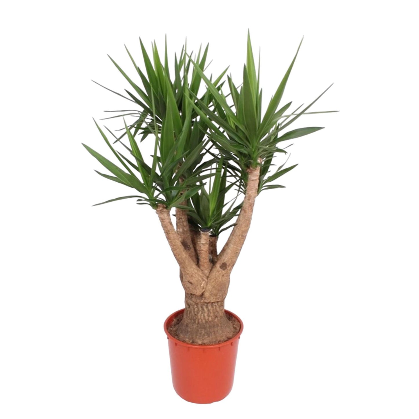 Yucca Elephantipes (vertakt)