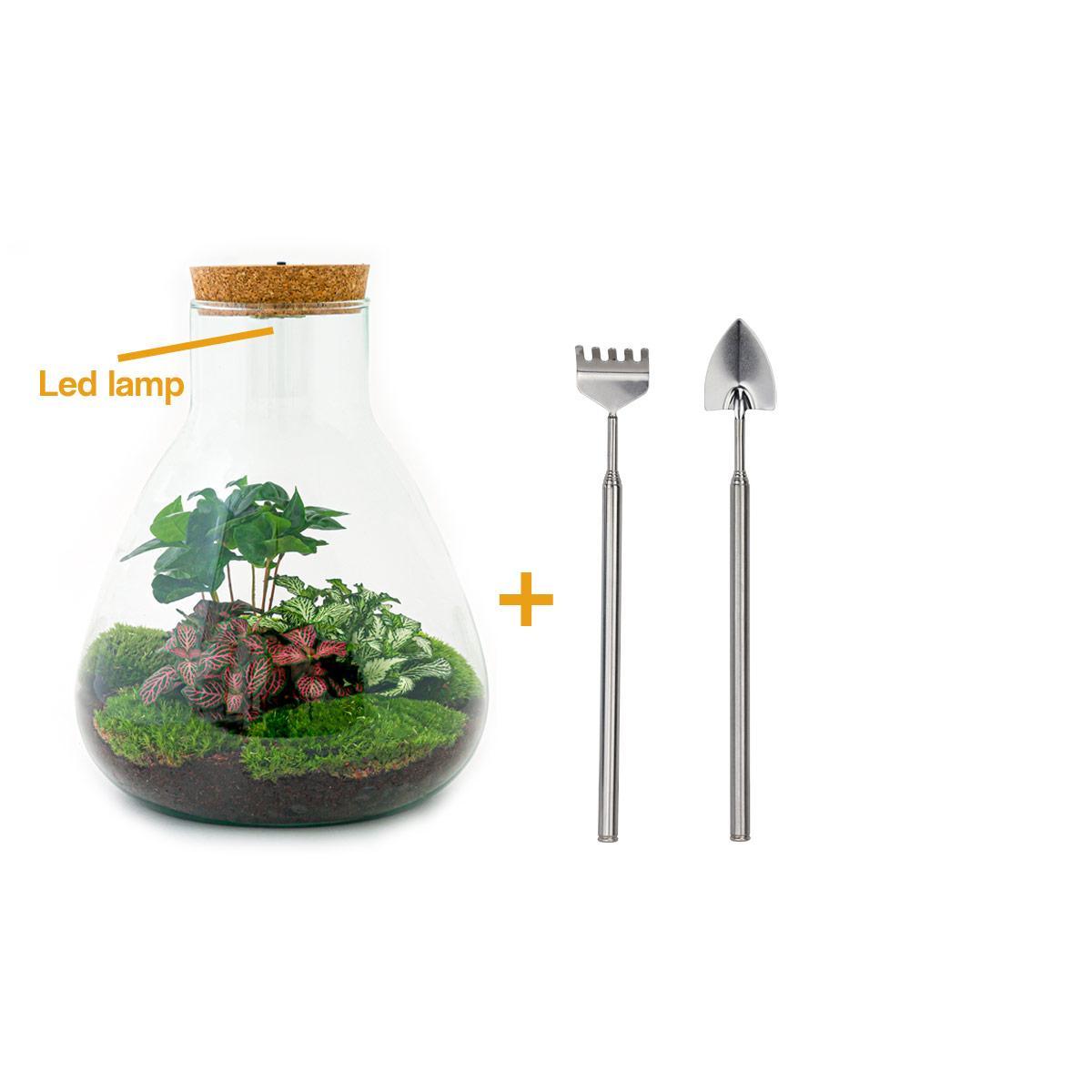 DIY terrarium - Sam Coffea - ↕ 30 cm - incl. LED