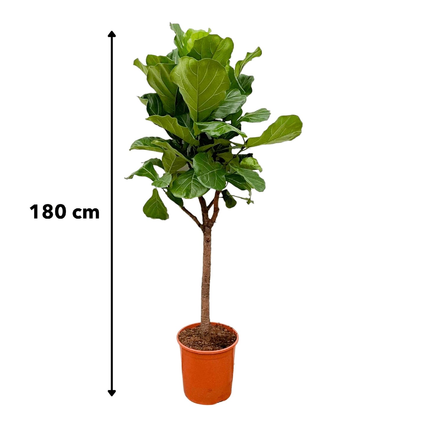 Ficus Lyrata op stam