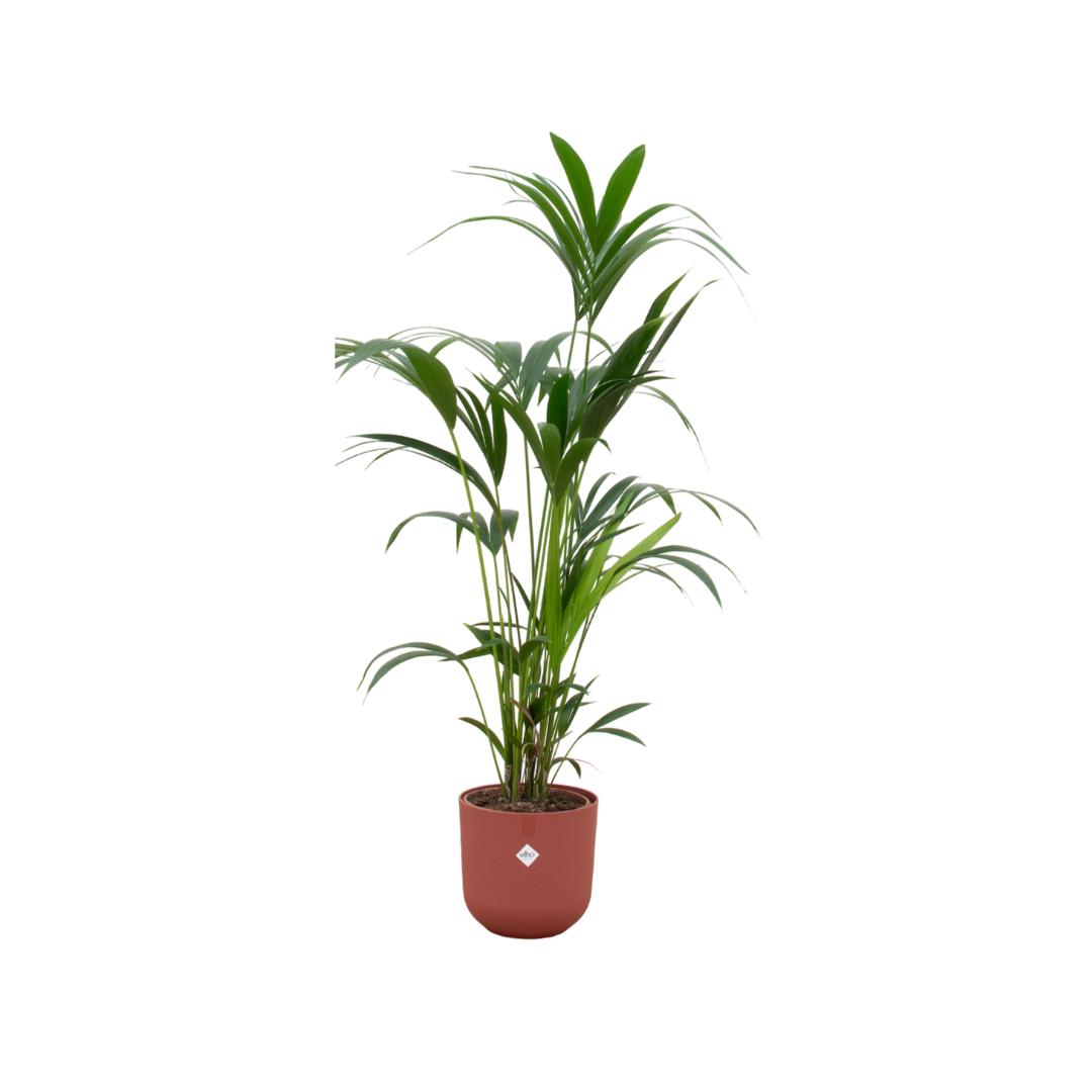 Kentia palm + elho Jazz Round