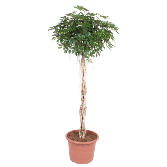 Schefflera Arboricola Compacta gevlochten stam