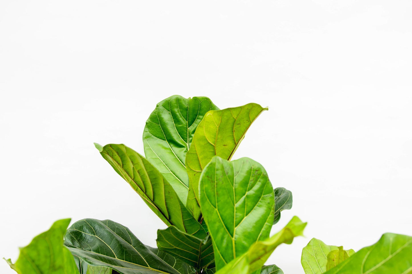 Ficus Lyrata (vertakt)