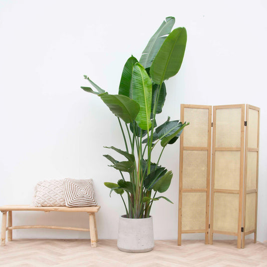Strelitzia Nicolai XL