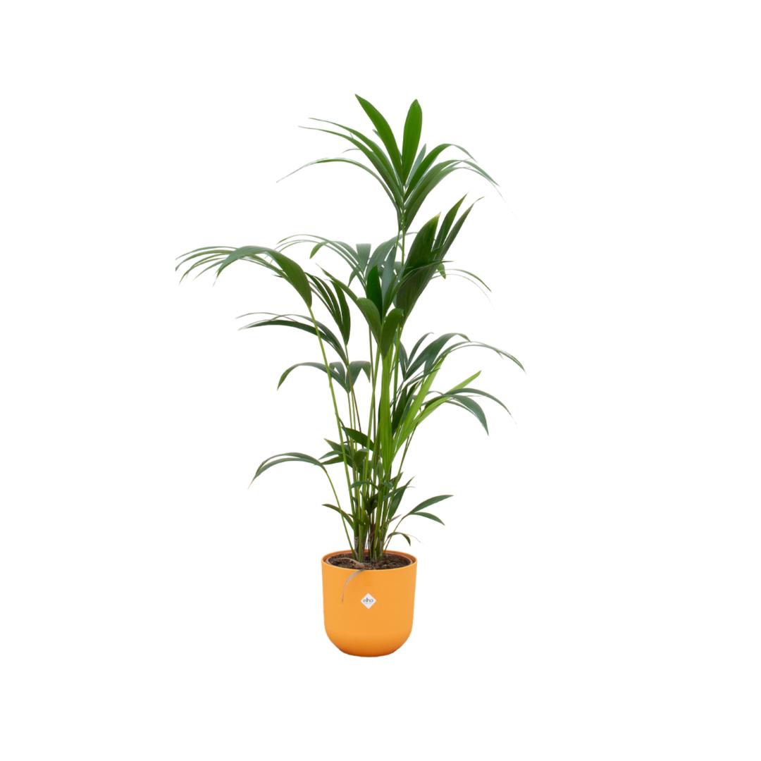 Kentia palm + elho Jazz Round