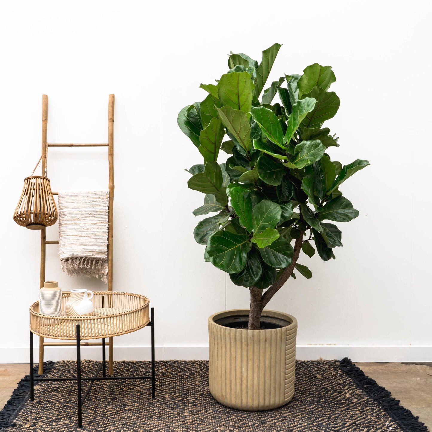 Ficus Lyrata (vertakt)