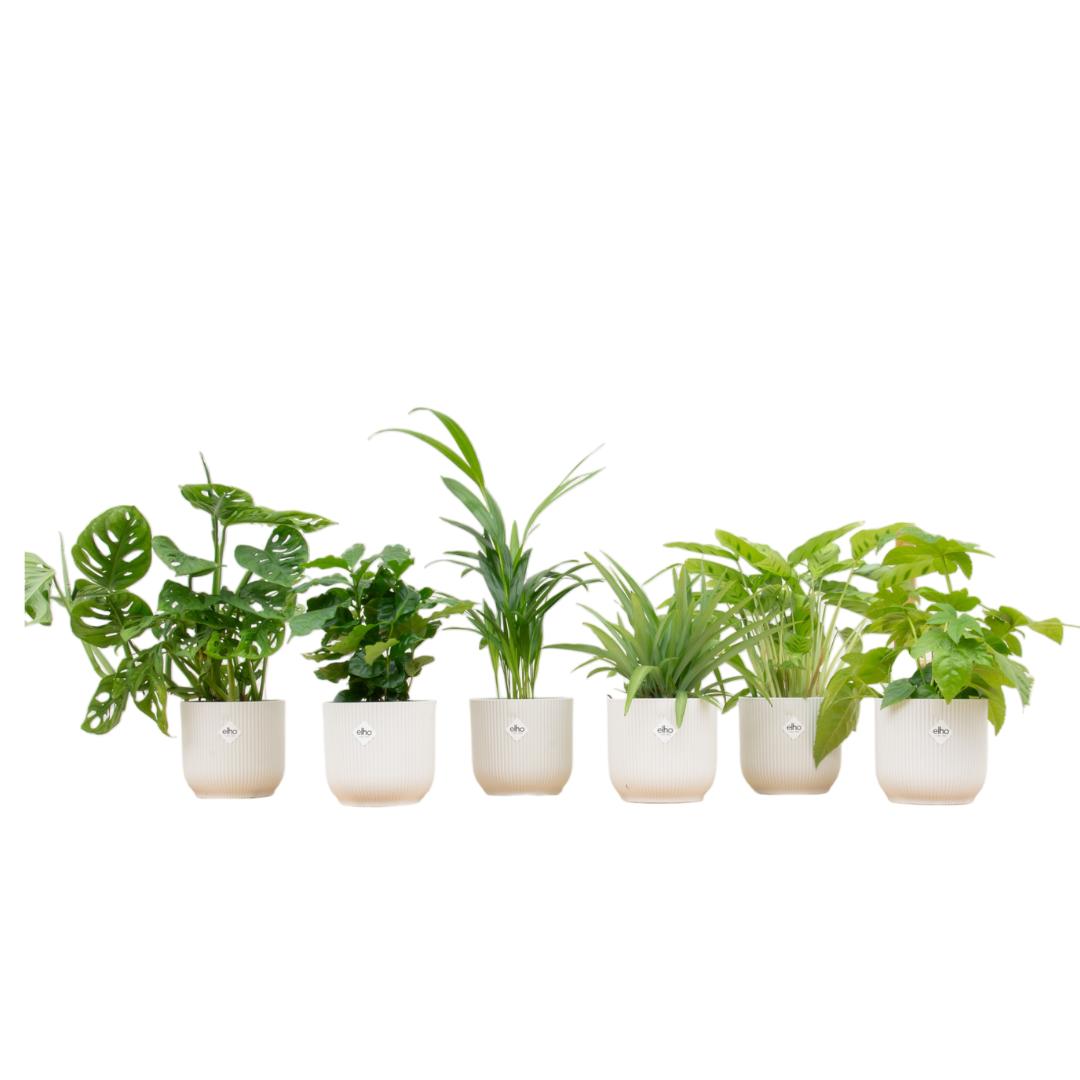 Verrassingsbox - 6 planten + elho Vibes Fold Round