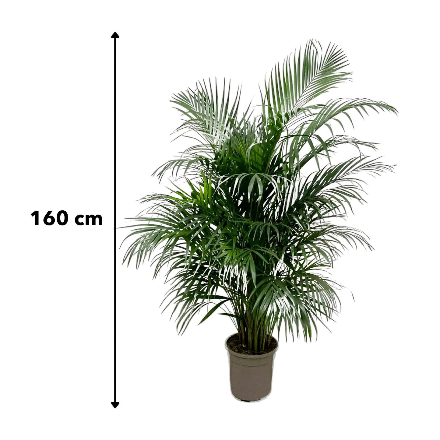 Areca palm (Dypsis Lutescens)