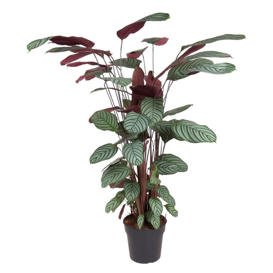 Calathea Oppenheimiana