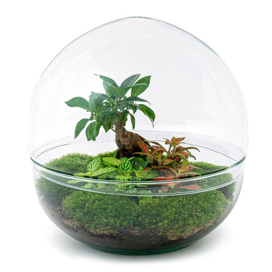 DIY terrarium - Dome XL - Ficus Ginseng Bonsai - ↕ 30 cm