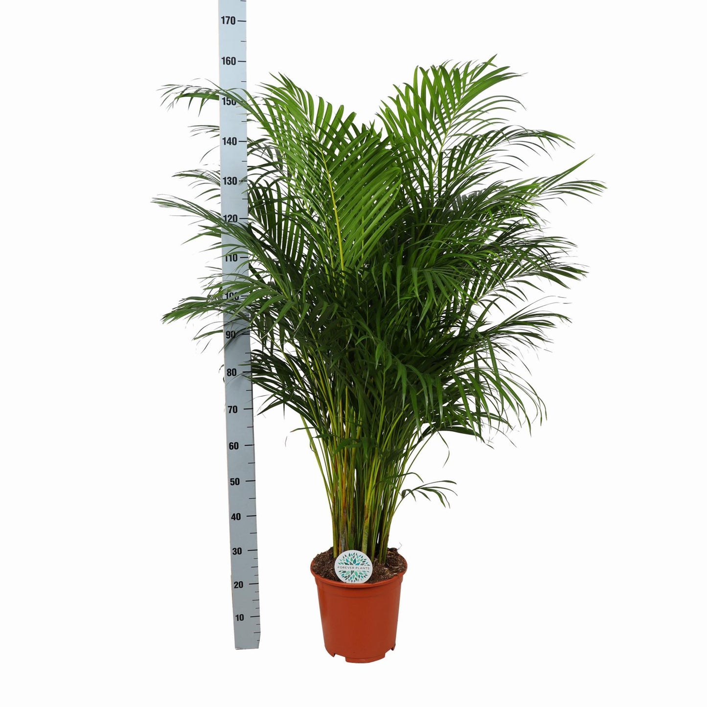 Areca Palm + Boule pot