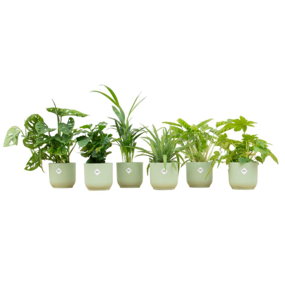 Verrassingsbox - 6 planten + elho Vibes Fold Round