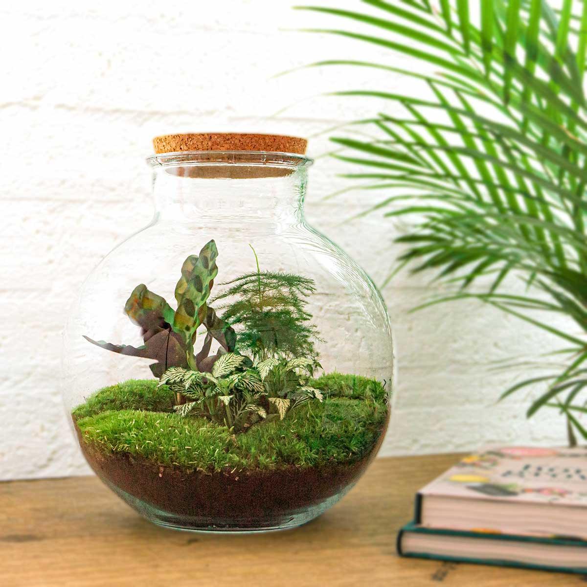 DIY terrarium - Bolder Bob - ↕ 30 cm