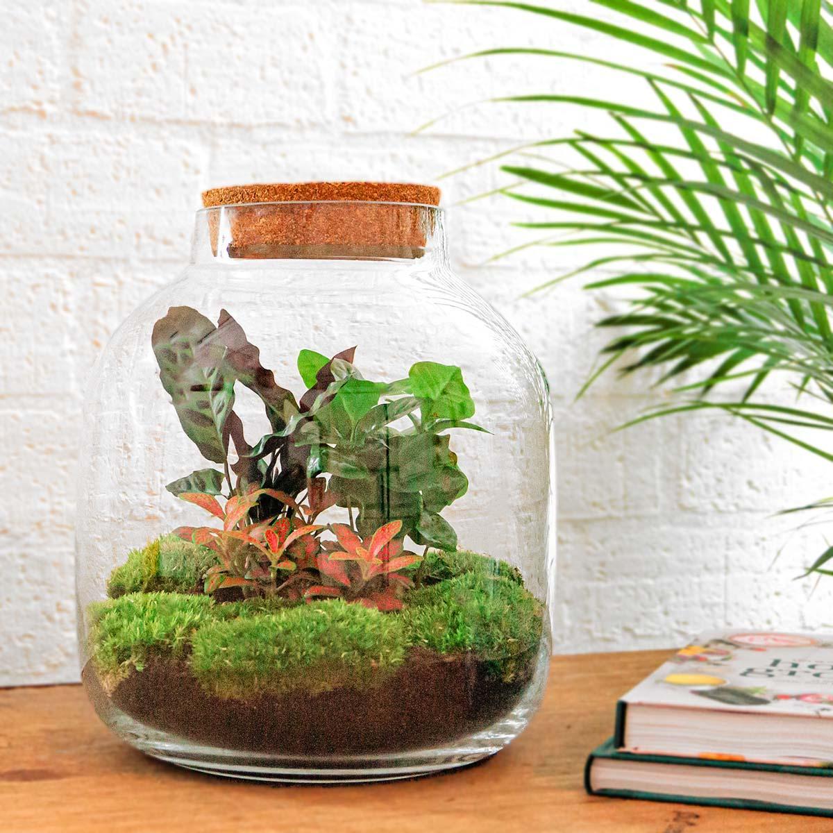 DIY terrarium - Billie Botanical - ↕ 30 cm