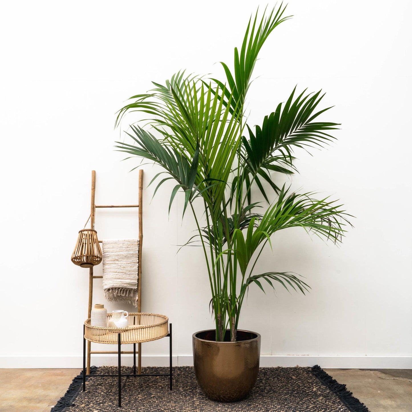 Kentia Palm