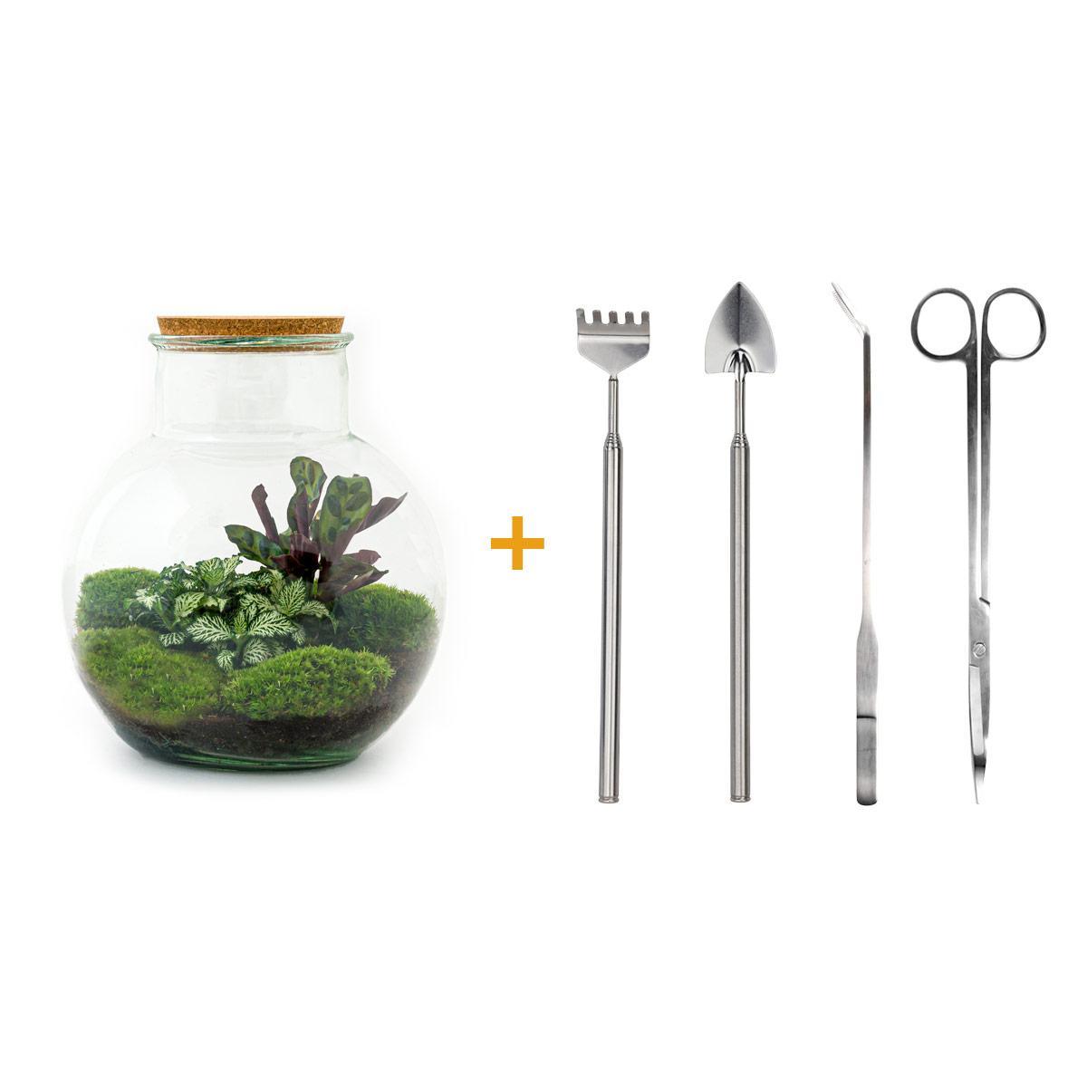 DIY terrarium - Teddy - ↕ 26,5 cm