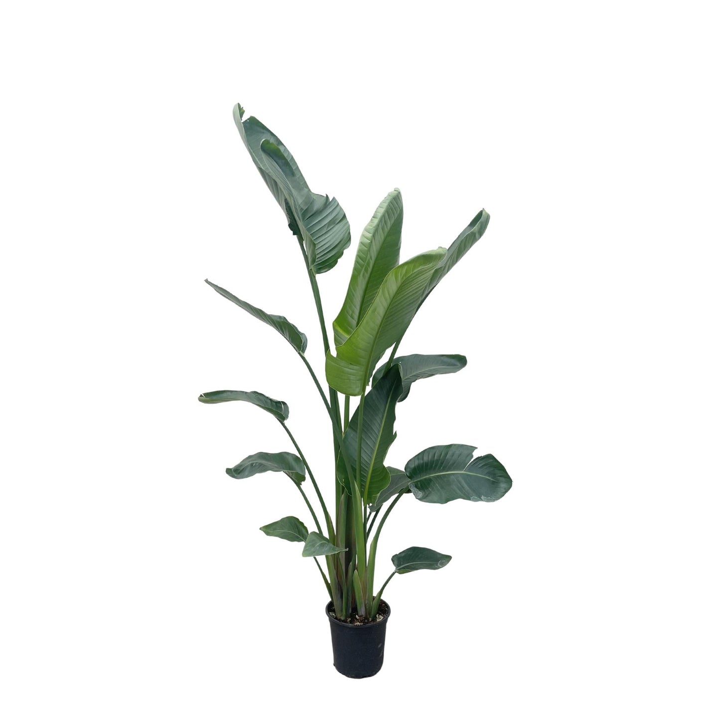 Strelitzia Nicolai XL