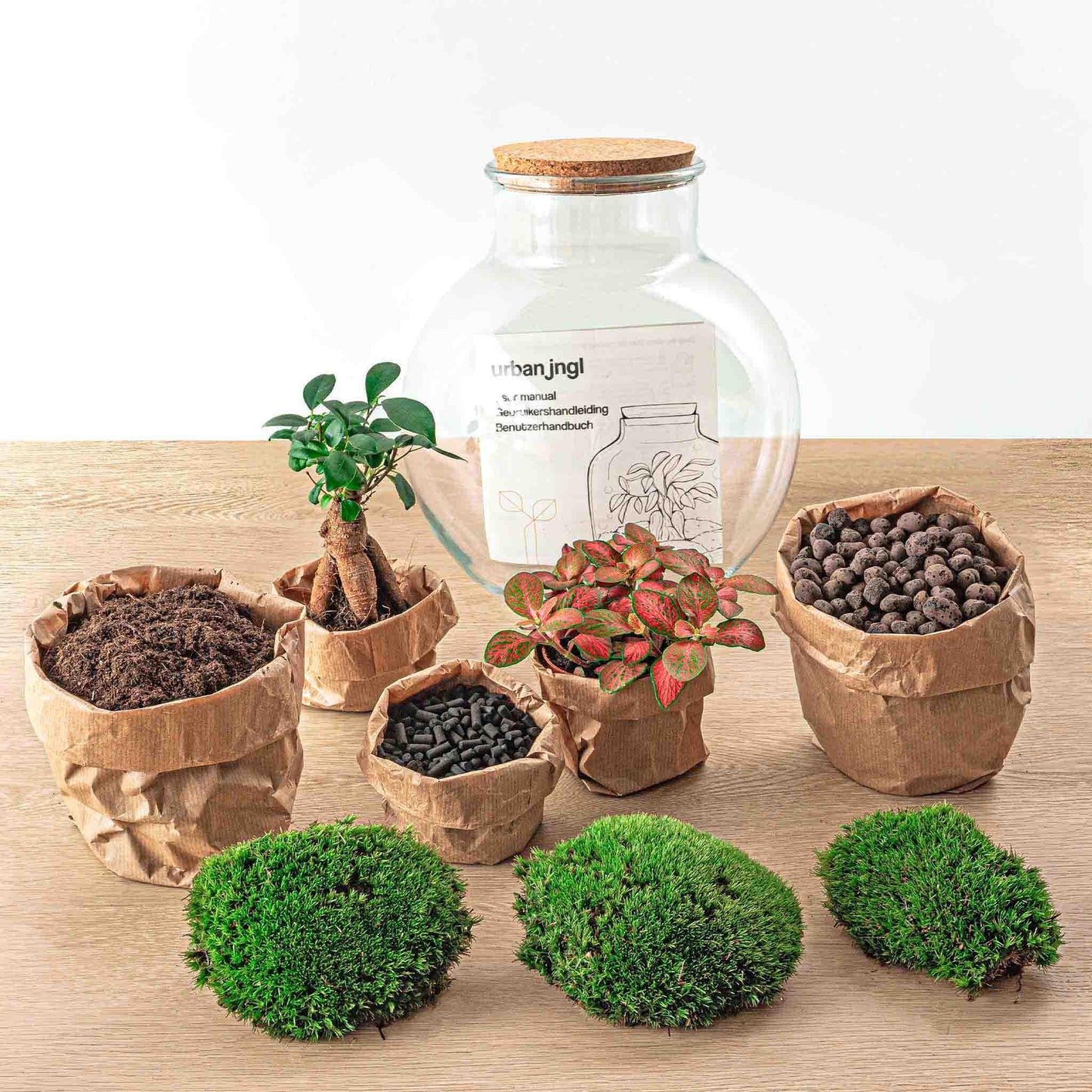 DIY terrarium - Teddy bonsai - ↕ 26,5 cm