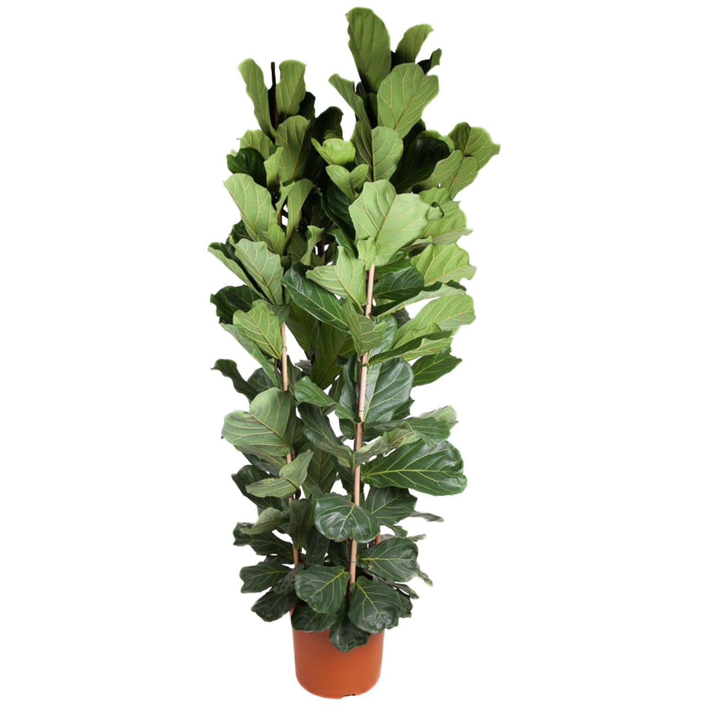 Ficus Lyrata (struik)