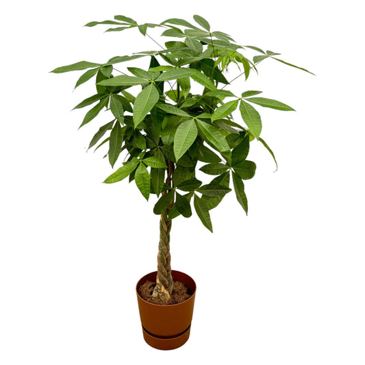 Pachira Aquatica (Geldboom) + elho Greenville Round