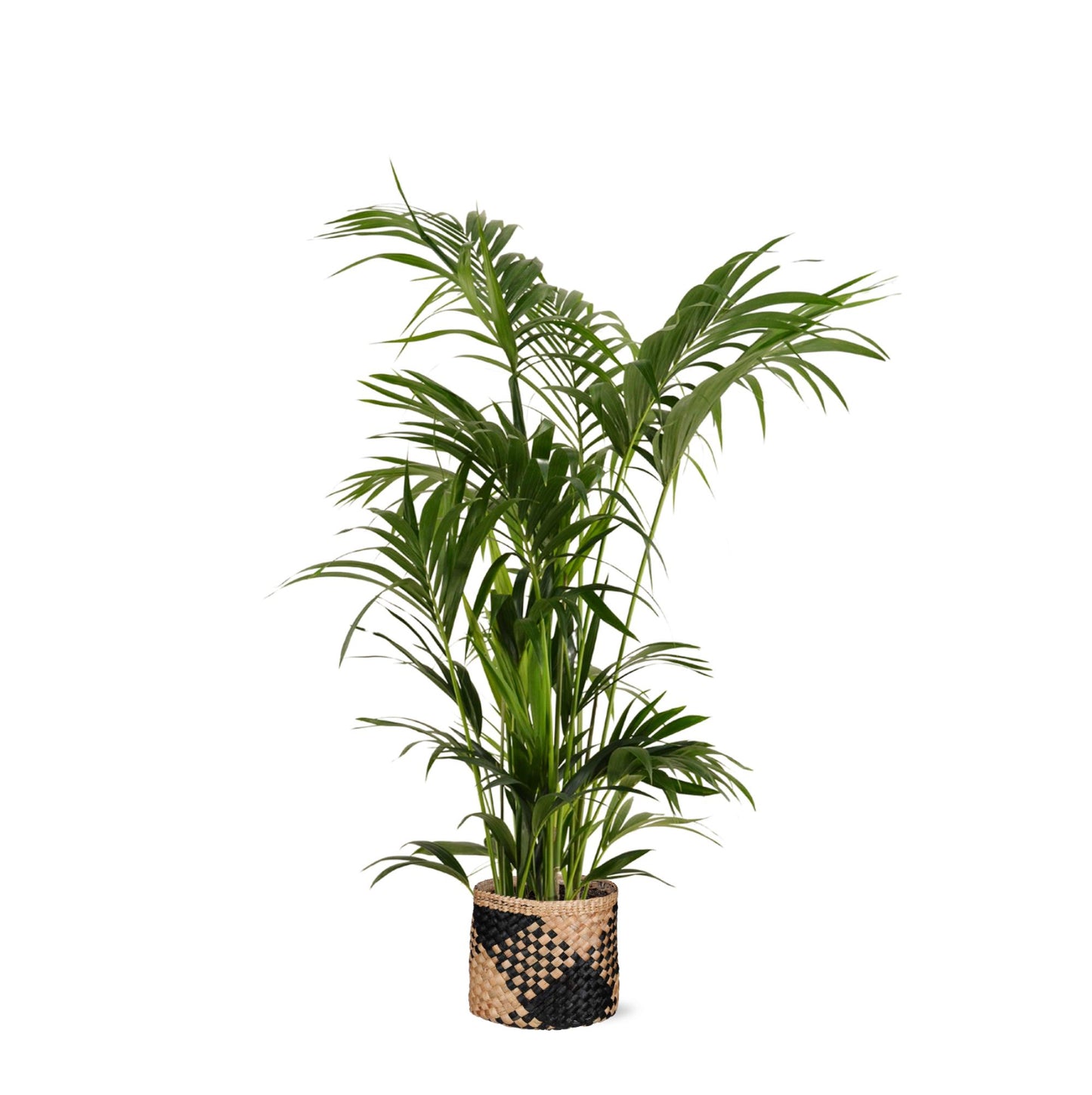 Kentia Palm + Albury mand