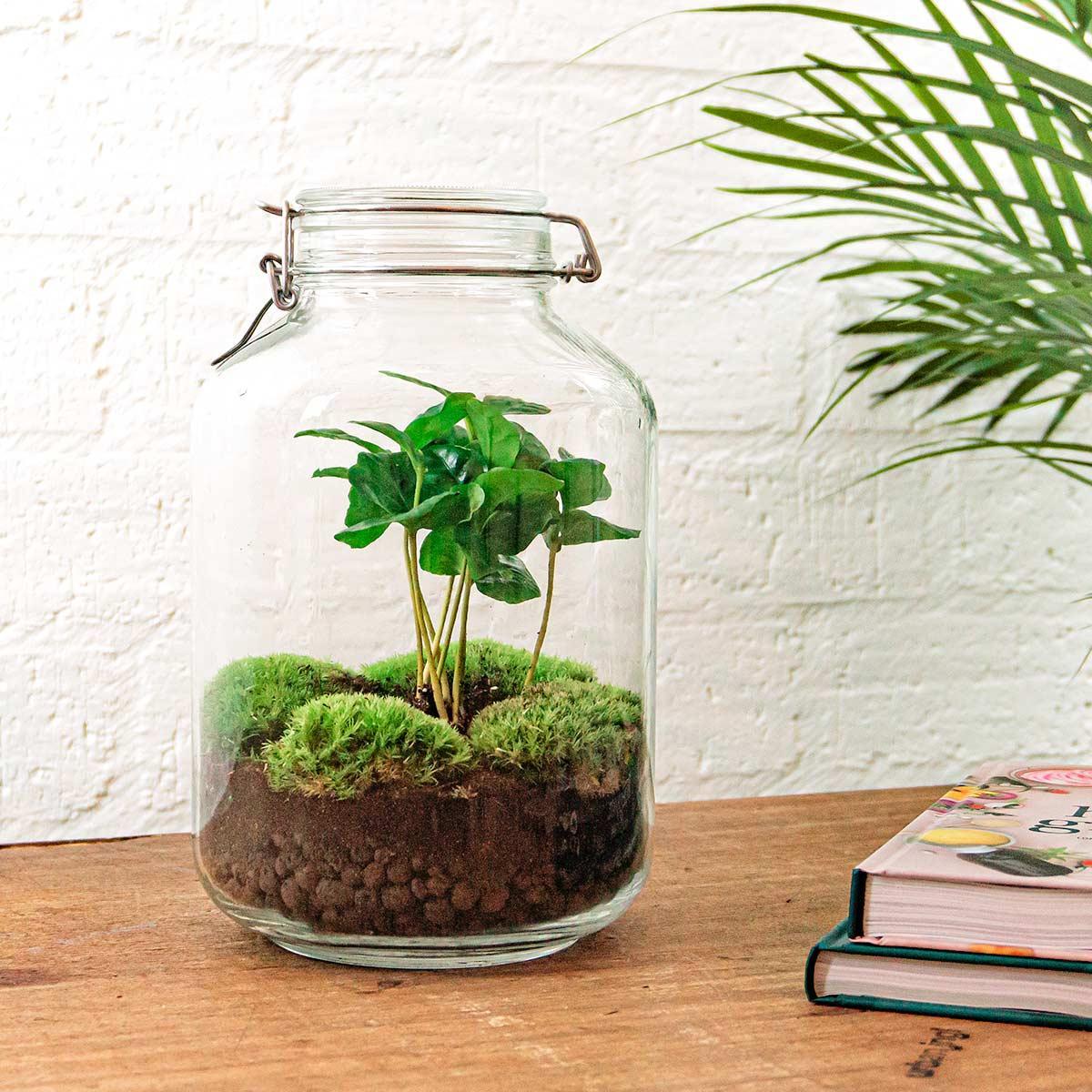 DIY terrarium - Jar - Coffea Arabica - ↕ 28 cm