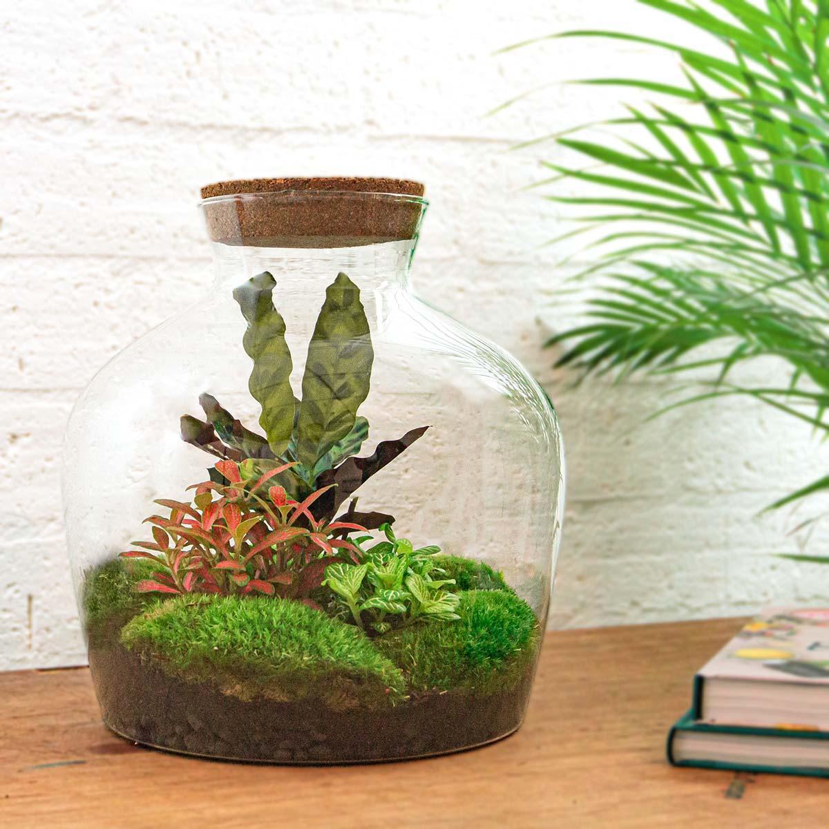 DIY terrarium - Fat Joe Rood - ↕ 30 cm