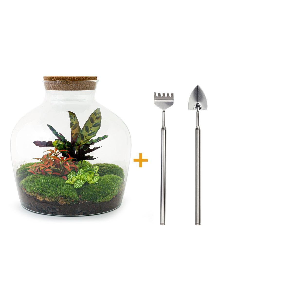 DIY terrarium - Fat Joe Rood - ↕ 30 cm