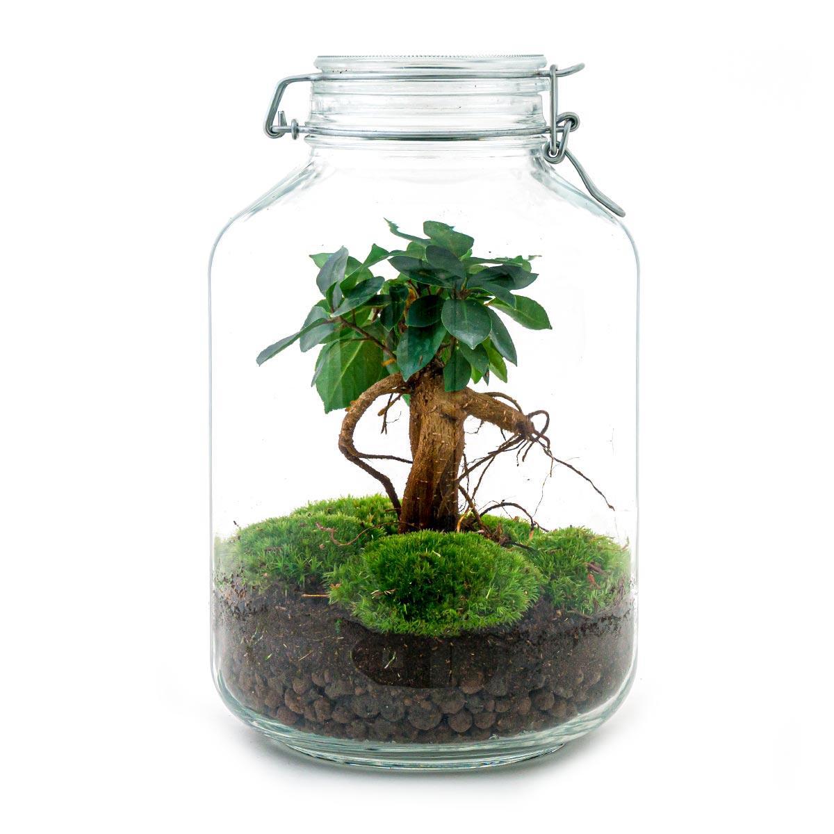 DIY terrarium - Ficus Ginseng bonsai - ↕ 28 cm