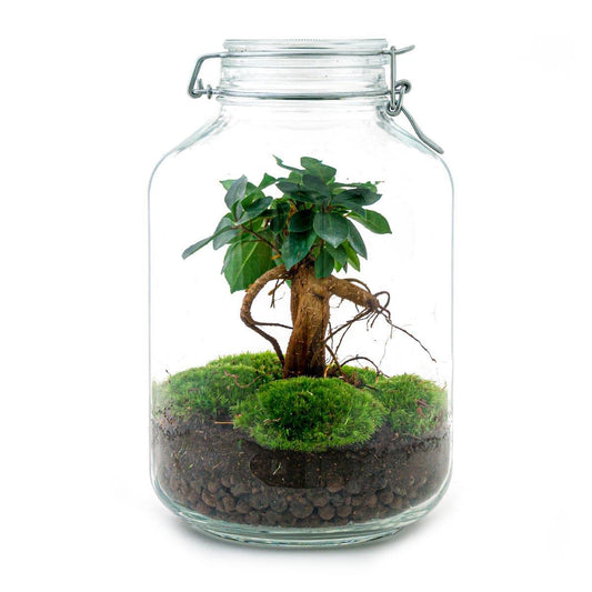 DIY terrarium - Ficus Ginseng bonsai - ↕ 28 cm