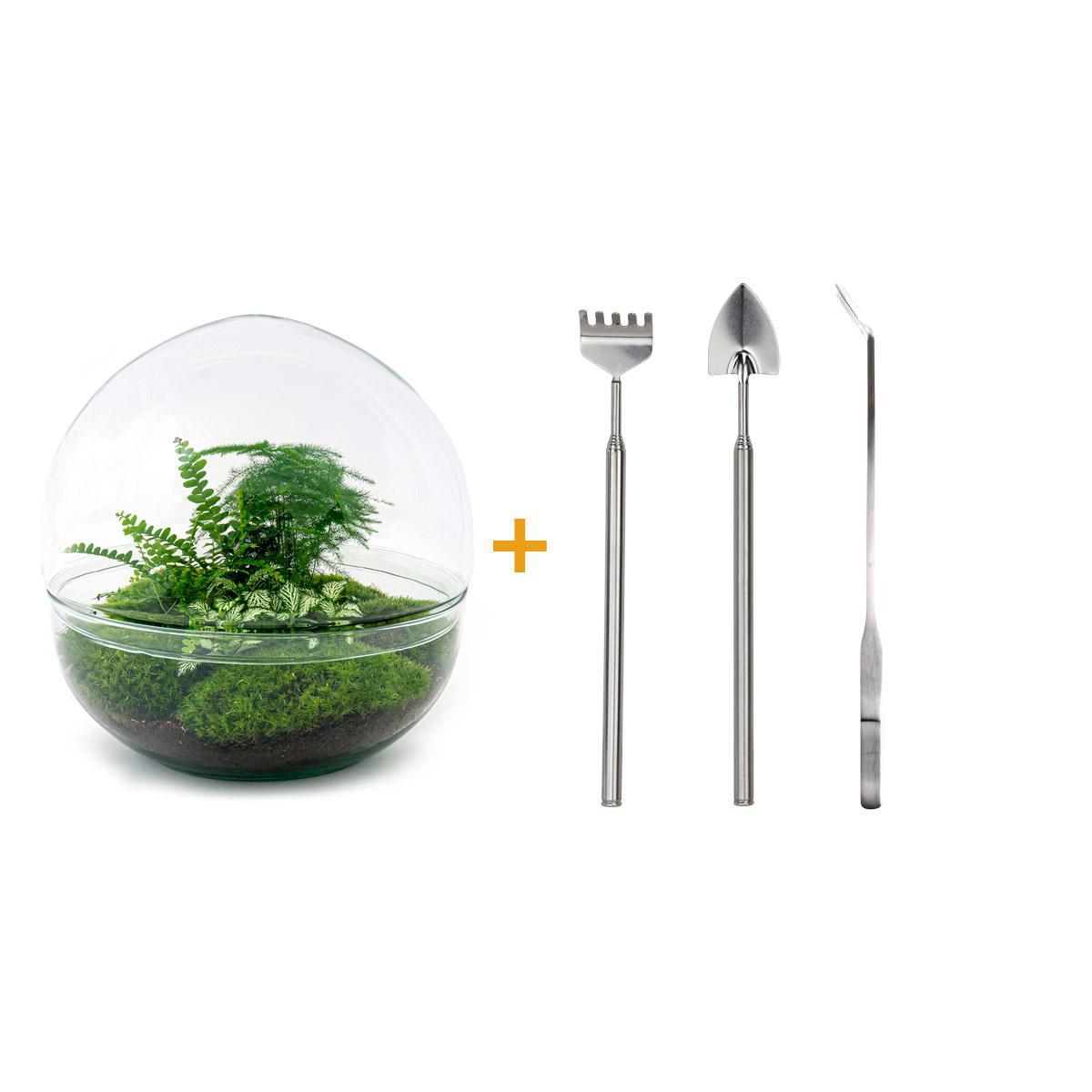 DIY terrarium - Dome XL - Ficus Ginseng Bonsai - ↕ 30 cm