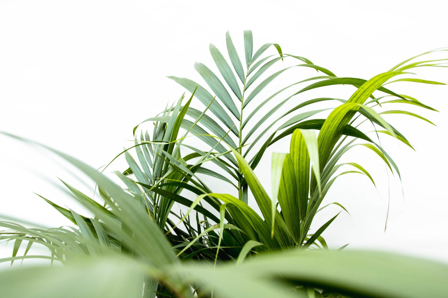 Areca palm (Dypsis Lutescens)