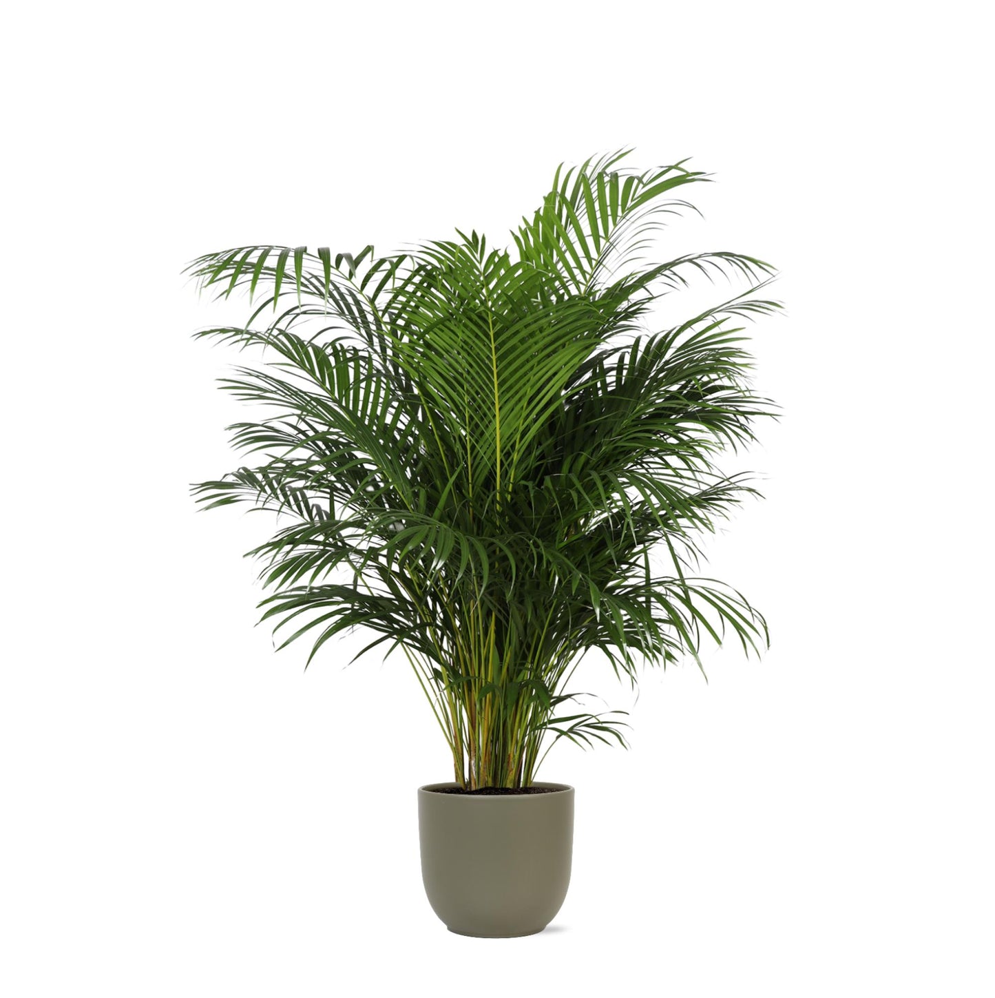Areca Palm + Boule pot