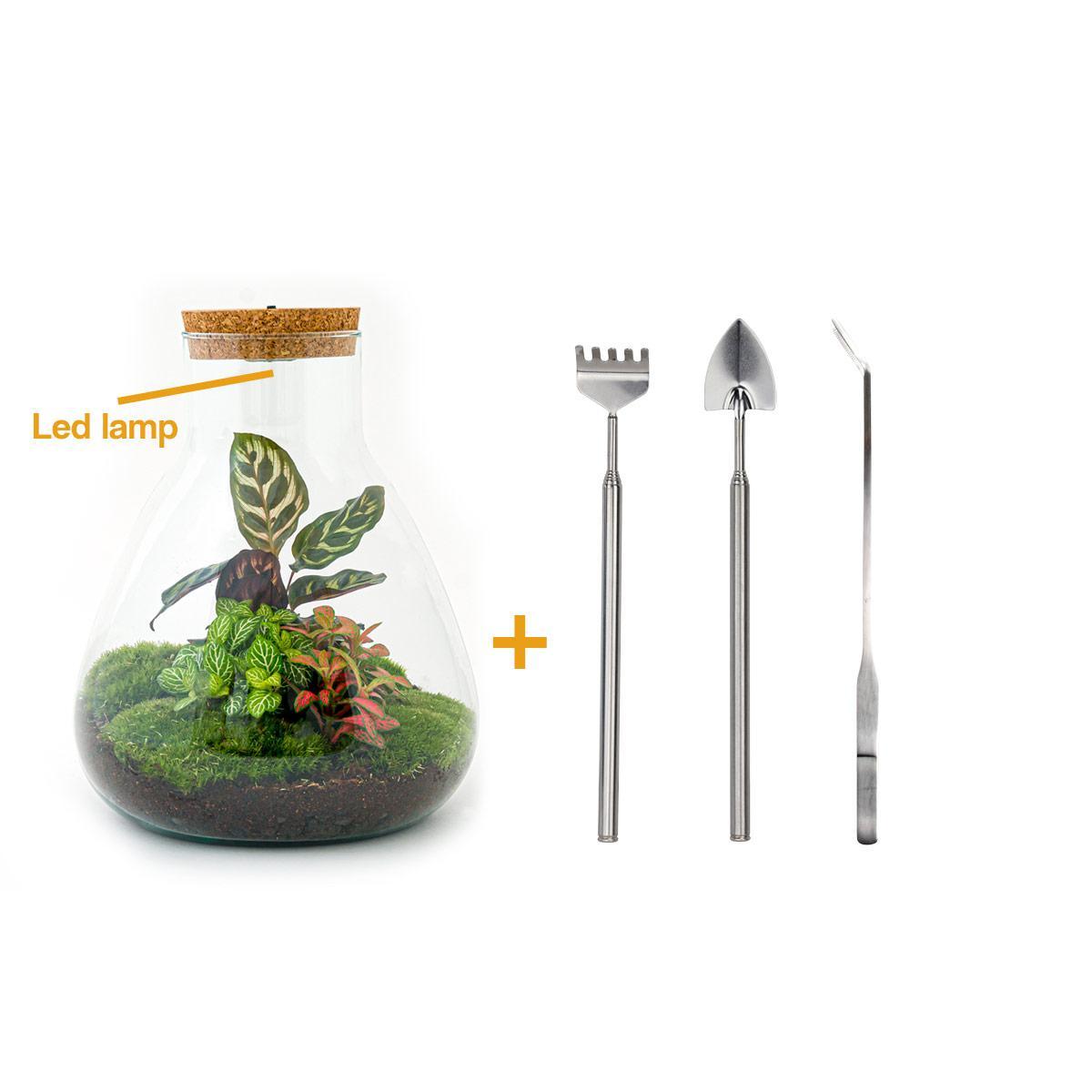 DIY terrarium - Sam Calathea - ↕ 30 cm - incl. LED