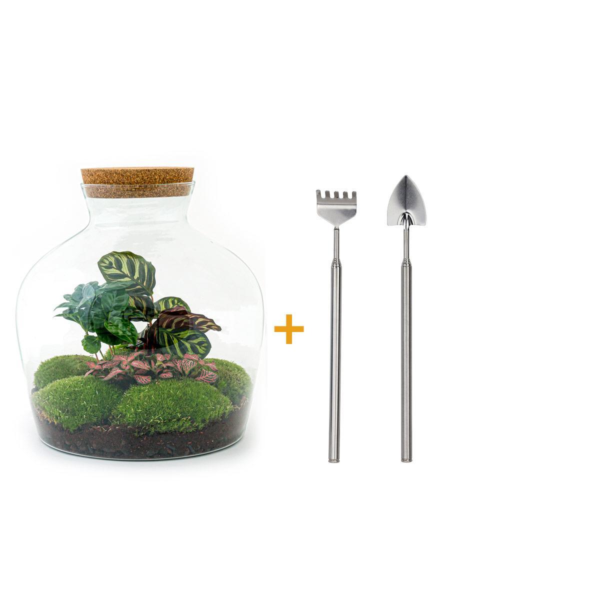 DIY terrarium - Fat Joe Coffea - ↕ 30 cm