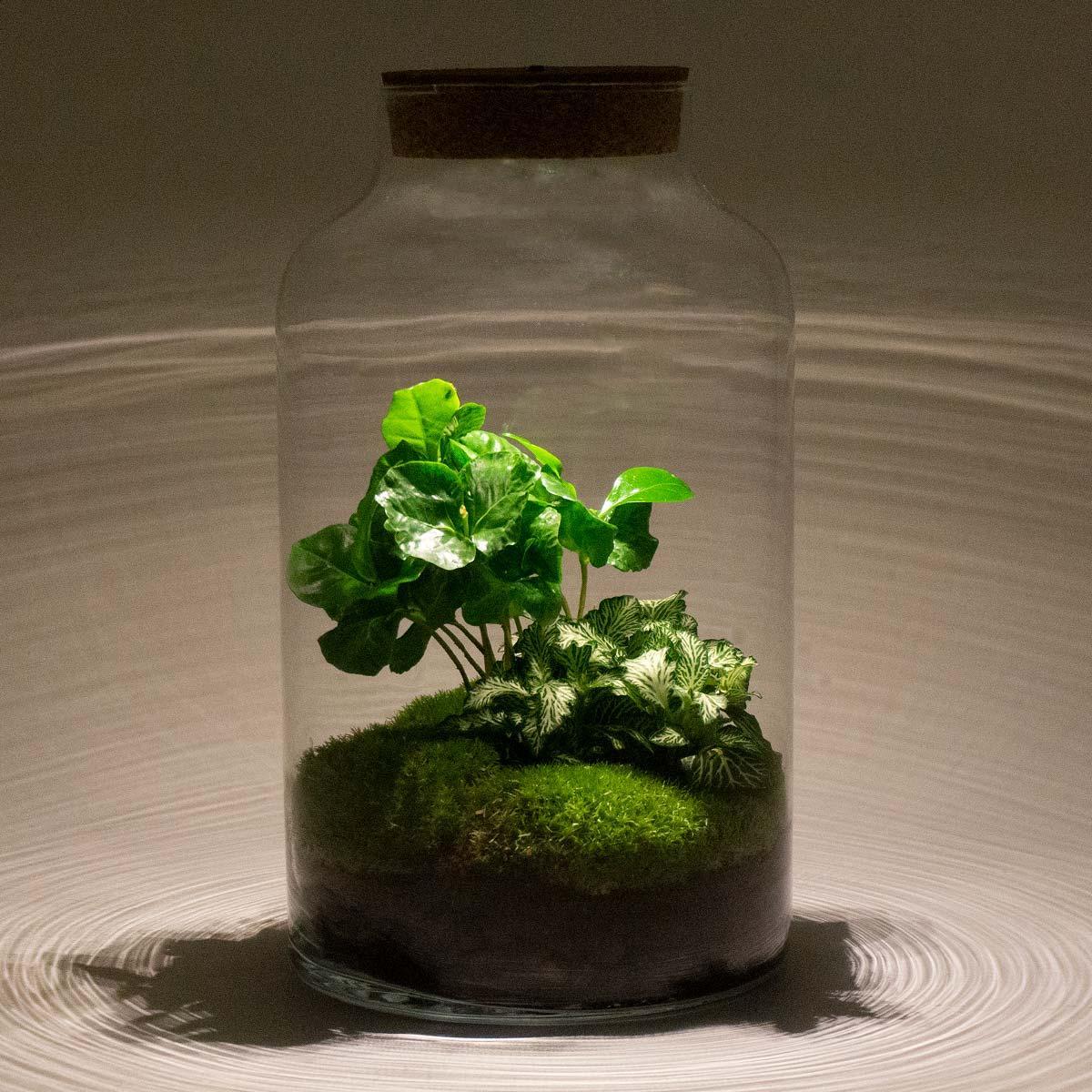 DIY terrarium - Milky Coffea - ↕ 31 cm - incl. LED