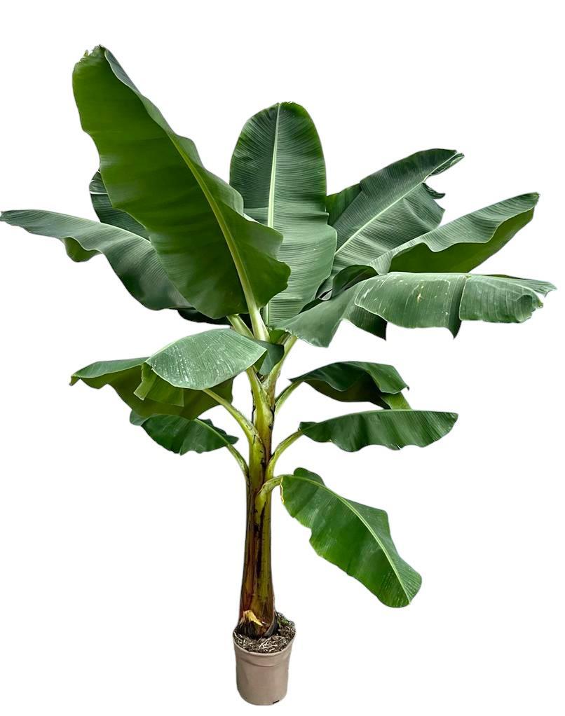 Bananenplant (Musa)