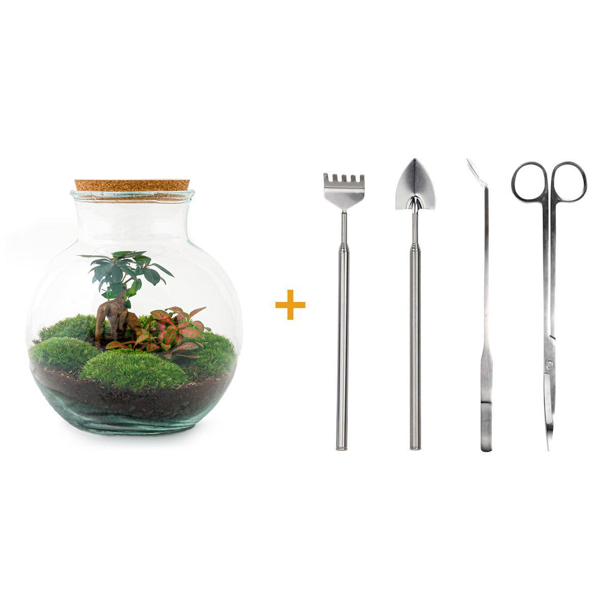 DIY terrarium - Teddy bonsai - ↕ 26,5 cm