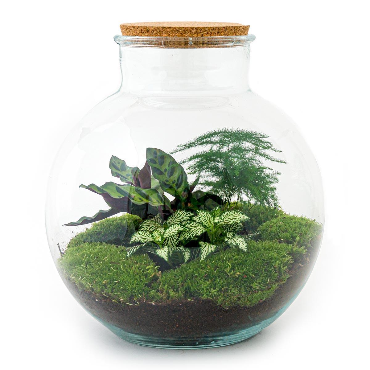 DIY terrarium - Bolder Bob - ↕ 30 cm