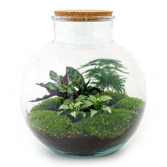 DIY terrarium - Bolder Bob - ↕ 30 cm