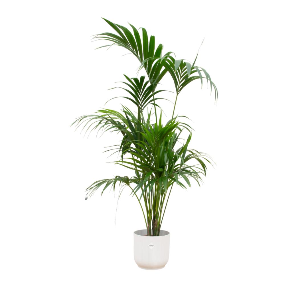 Kentia palm + elho Vibes Fold Round