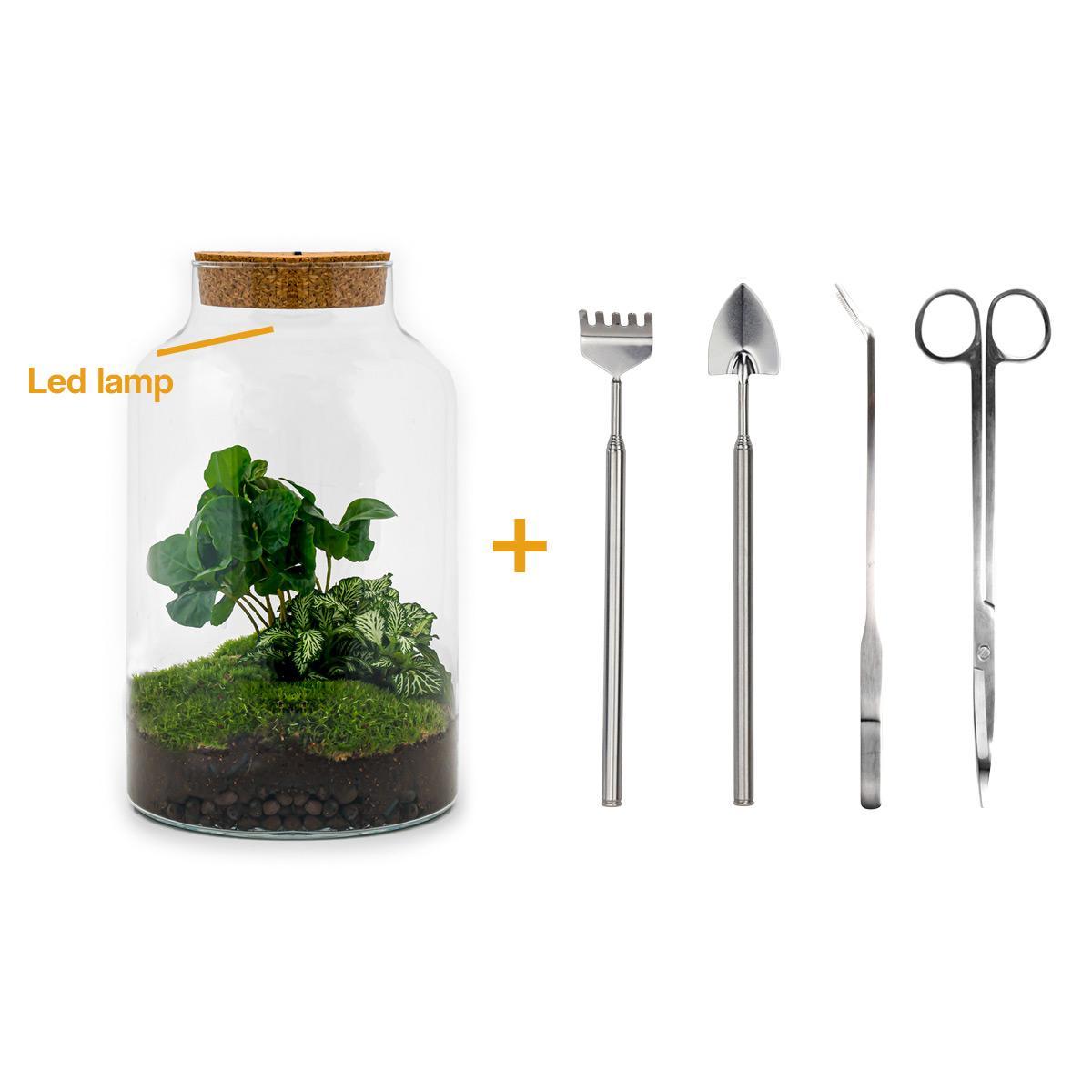 DIY terrarium - Milky Coffea - ↕ 31 cm - incl. LED