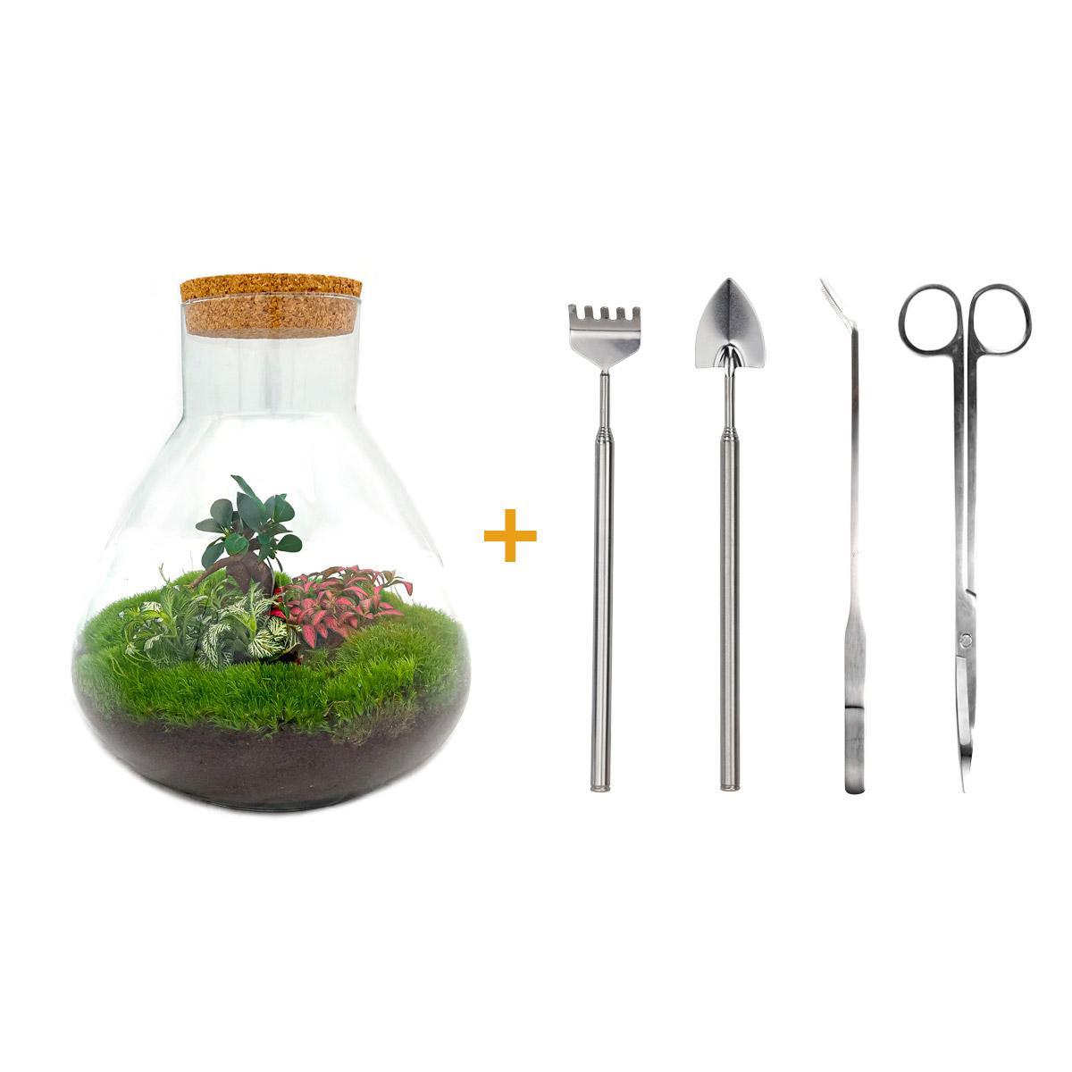 DIY terrarium - Sam XL Bonsai - ↕ 35 cm