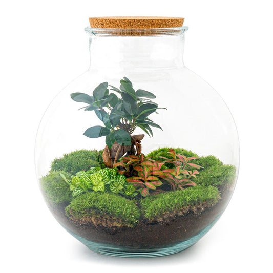 DIY terrarium - Bolder Bob Bonsai - ↕ 30 cm