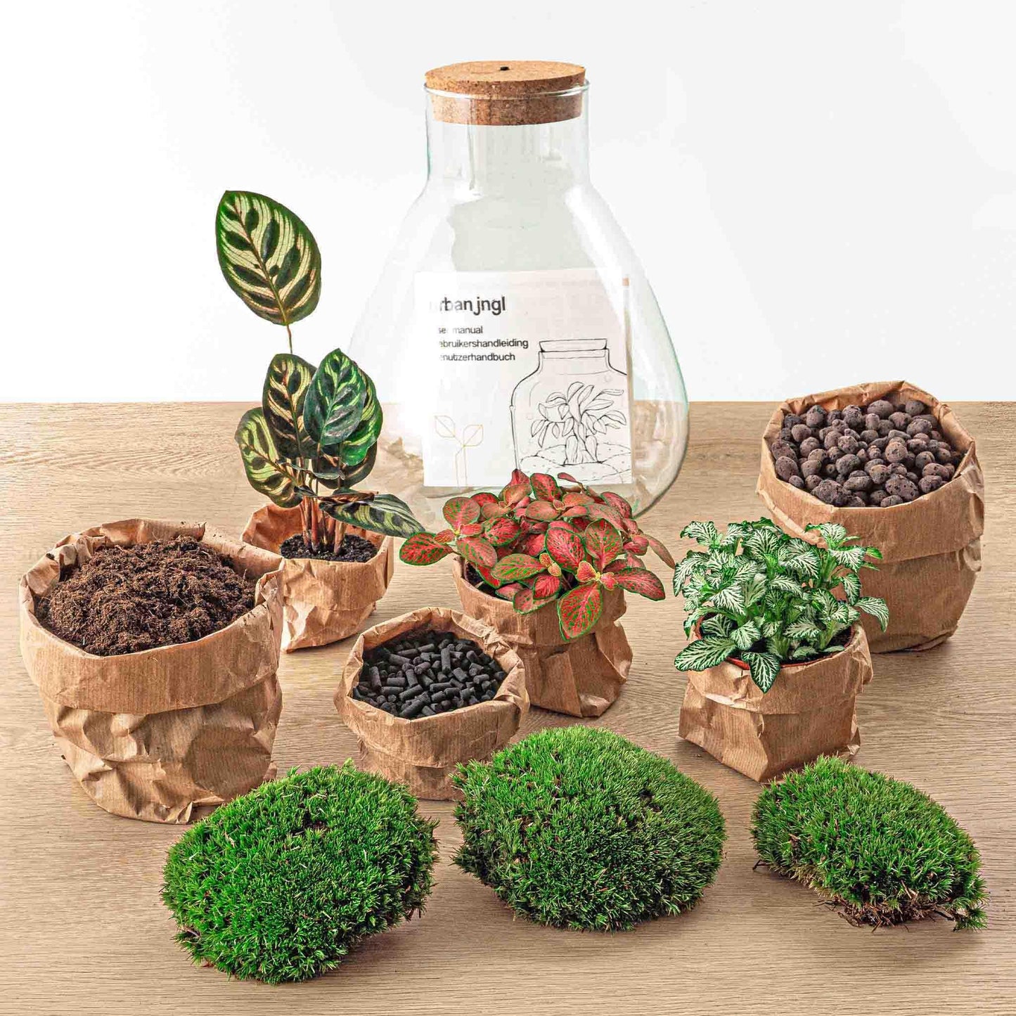 DIY terrarium - Sam Calathea - ↕ 30 cm - incl. LED
