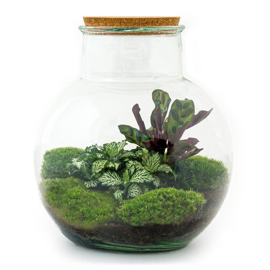 DIY terrarium - Teddy - ↕ 26,5 cm
