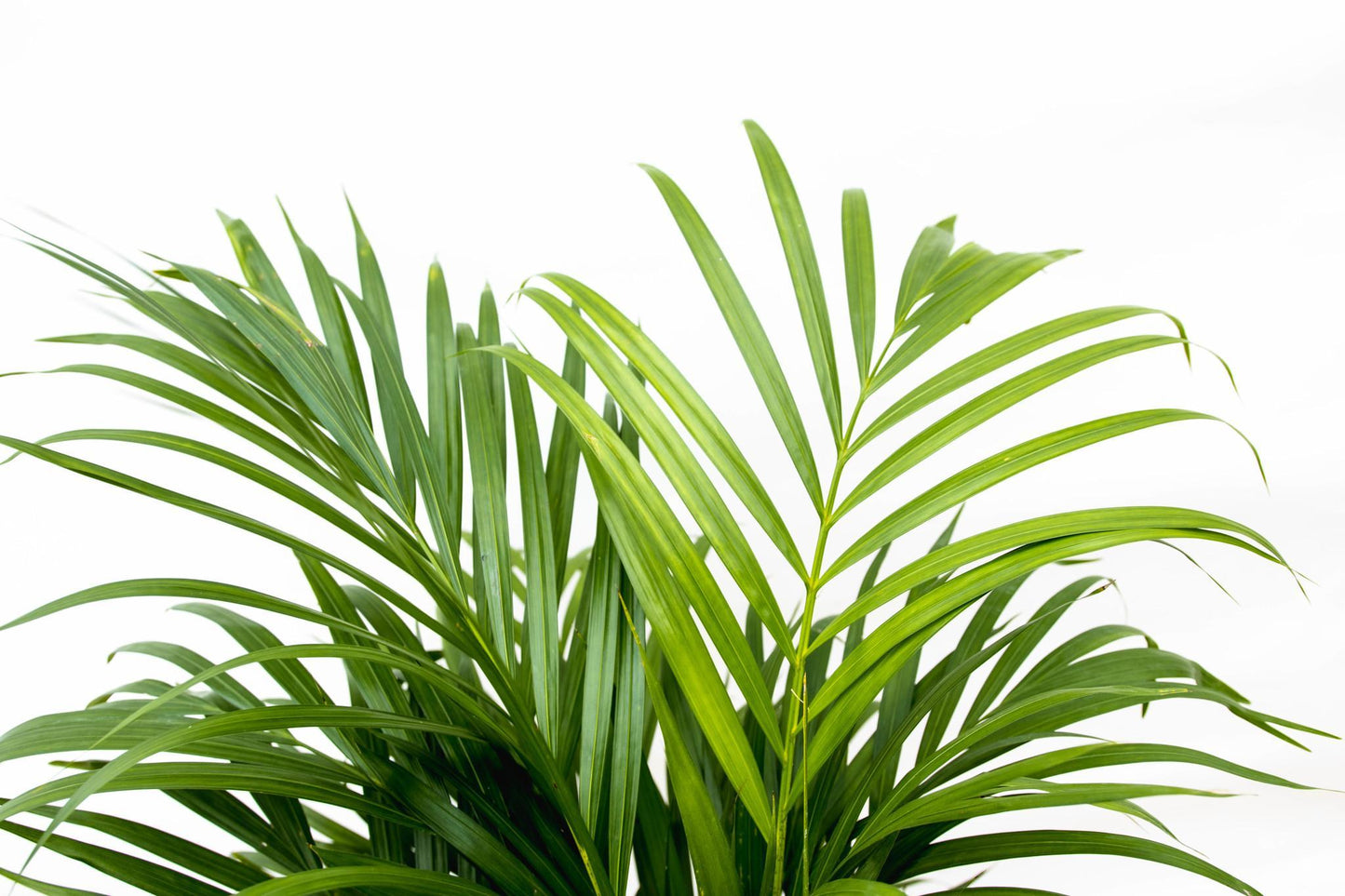 Areca palm (Dypsis Lutescens)