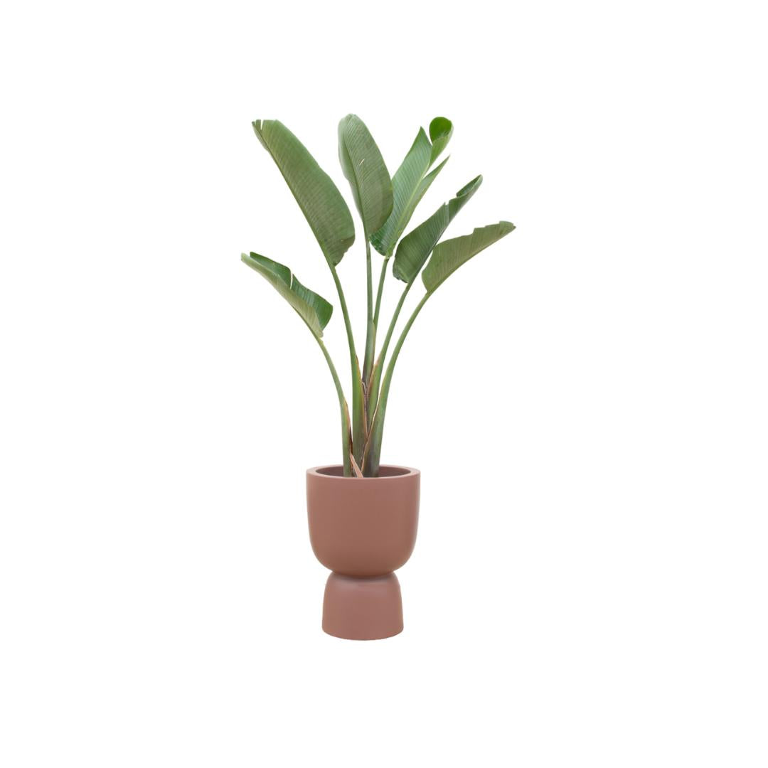 Strelitzia Augusta + elho Pure Coupe